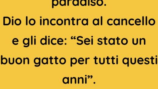 Un gatto muore e va in paradiso