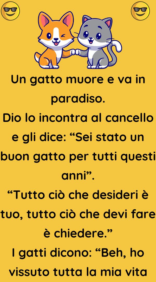 Un gatto muore e va in paradiso