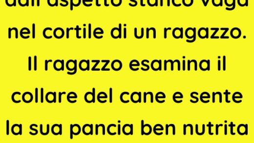 Un vecchio cane dall’aspetto stanco vaga nel cortile di un ragazzo